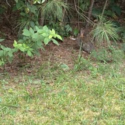 American Tobacco Trail - This bunny hopped out the bushes