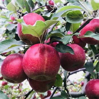 R&M Orchards - Sweet abundance at R&M Orchard! - Fruits & Veggies Near Me - Kenosha, Wisconsin R&M Orchards - Sweet abundance at R&M Orchard! - Fruits & Veggies Near Me - Kenosha, Wisconsin