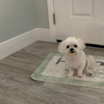 Doggy D'Tails - Peaches - Pet Groomers Near Me - Melbourne, Florida