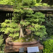 その他 FaB Barkskin of the Millennium Tree CF Channel the Millennium Tree | FABREC