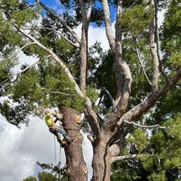 Pine trunk removal