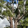 Photo of AC Horticultural Management