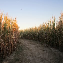 Liberty Corn Maze - Most of the paths aren't this wide. I think here we are in a Comet logo.