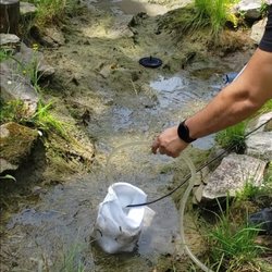 Aquatica - Drained and our fish from the overgrown and neglected water garden