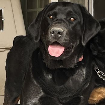 Wind River Labradors - Pet Breeders Near Me - Worland, Wyoming