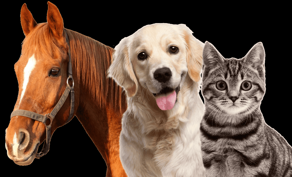 PET LOVERS LITAS THRIFT BOUTIQUE Updated August 2024 4468 SW 64th