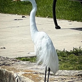 Lovelace Park - Great White Egret May 2023 - Parks Near Me - Evanston, Illinois Lovelace Park - Great White Egret May 2023 - Parks Near Me - Evanston, Illinois