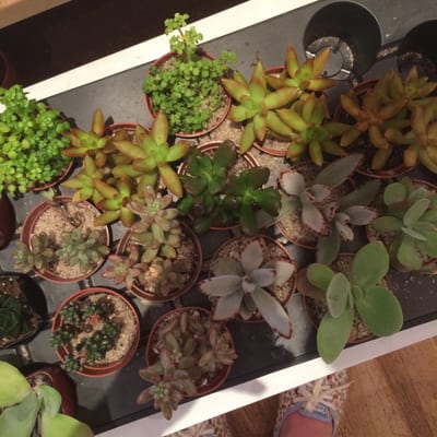 Homecoming by null Homecoming by null