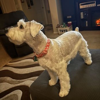 Fur N Spurs - This is GiGi - Pet Groomers Near Me Fur N Spurs - This is GiGi - Pet Groomers Near Me