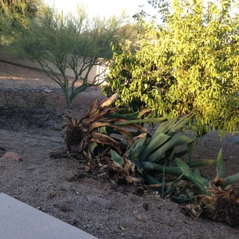 The Landscape Guy - Now our dogs have room to run! Great job!! - Landscaping Near Me