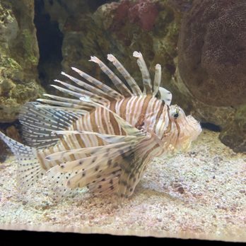Shark Reef Aquarium at Mandalay Bay - Lionfish - Aquariums Near Me - Las Vegas, Nevada