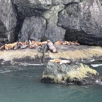 Kenai Fjords Tours - Sea lions - Boat Tours Near Me - Seward, Alaska