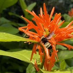 Pollinators need FL native plants