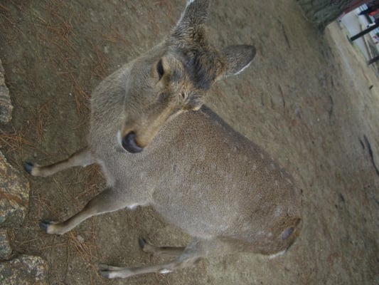 Nara National Museum by null