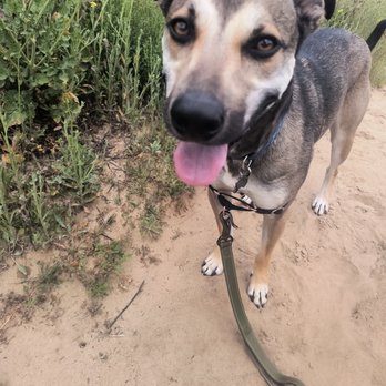 Mr Buddybean - Dog Walkers Near Me