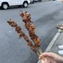 Photo of Xinjiang BBQ Cart #2