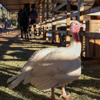 Harmony Acres Ranch - Petting Zoos Near Me - Cornville, Arizona