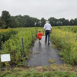 Anne-Marie’s Flower Farm - Rows and rows of gorgeous flowers!