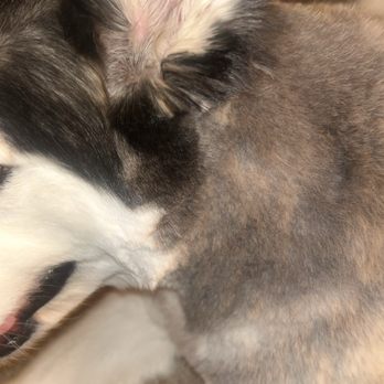 The Grooming Shop - Uneven around her ear and face - Pet Groomers Near Me - Palm Desert, California The Grooming Shop - Uneven around her ear and face - Pet Groomers Near Me - Palm Desert, California