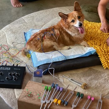 Kai Animal Institute - Holistic Animal Care Near Me Kai Animal Institute - Holistic Animal Care Near Me