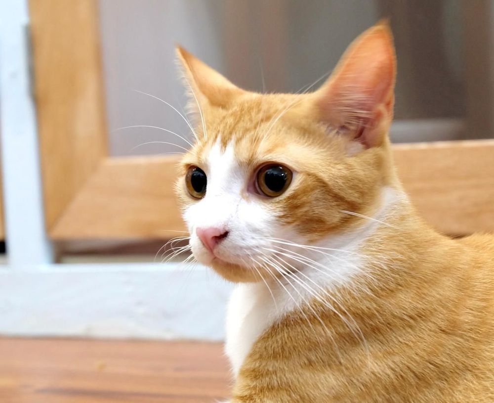 Aloha Cat Hotel