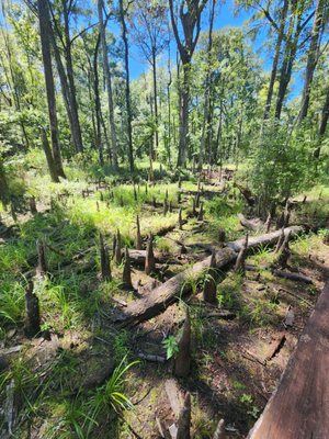 Caw Caw Interpretive Center by null