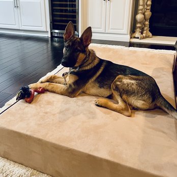TLC K9 Training - Pet Training Near Me