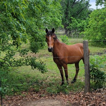 Northlake RV Resort by QRV - This neighbor is a little naughty. - RV Parks Near Me - Houston, Texas Northlake RV Resort by QRV - This neighbor is a little naughty. - RV Parks Near Me - Houston, Texas