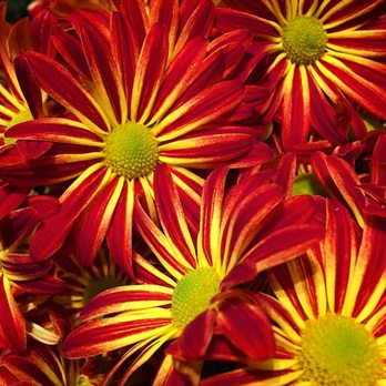 The Fresh Market - Fall Mums. 10/2021 - Grocery Near Me - Wilmette, Illinois