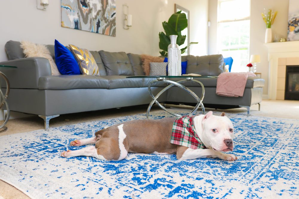 ELEMENTS INTERIORS BY K JOHNSON 18 Photos Charlotte, North Carolina