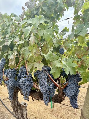 Rustic at Francis Ford Coppola Winery by null