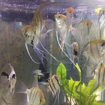 Wet Pets SRQ - Local Fish Stores Near Me - Sarasota, Florida Wet Pets SRQ - Local Fish Stores Near Me - Sarasota, Florida