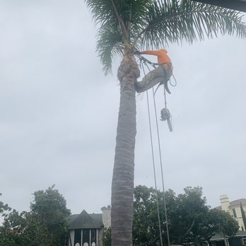Travers Tree Service - Climbing to trim one of my trees - Tree Services Near Me - Lomita, California Travers Tree Service - Climbing to trim one of my trees - Tree Services Near Me - Lomita, California