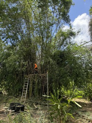 Bamboo topped and hauled away - Nice and clean, customer is very happy Bamboo topped and hauled away - Nice and clean, customer is very happy