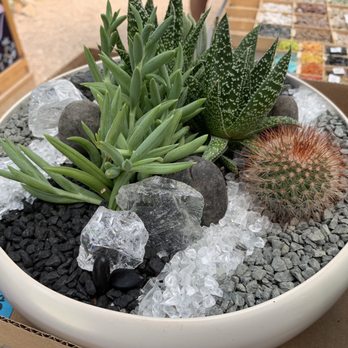 East Austin Succulents - Gardeners Near Me - Austin, Texas East Austin Succulents - Gardeners Near Me - Austin, Texas
