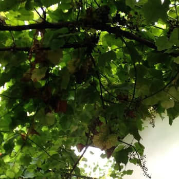 Theo's Restaurant - Large Grape Vines Over your Heads with Grapes galore ! - Greek Near Me - Penticton, British Columbia