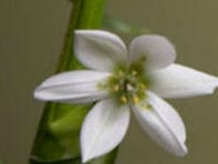 Tranquility Day Spa Logo