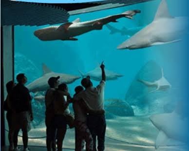 Aquarium of Veracruz by null