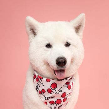 Fluff and Puff Dog Wash - Angela Samoyed boo cut :) - Pet Groomers Near Me - San Mateo, California Fluff and Puff Dog Wash - Angela Samoyed boo cut :) - Pet Groomers Near Me - San Mateo, California