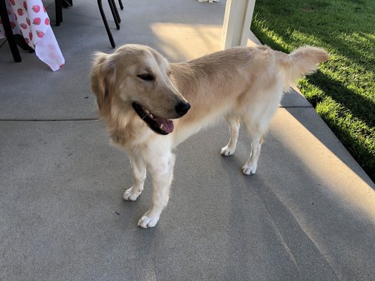 bonnie's pampered pets