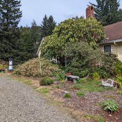 Bones Nursery - Rhododendron thats 62 yrs old