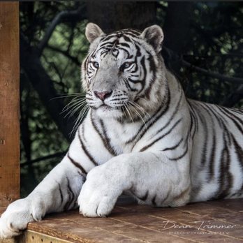 Chestatee Wild Life Preserve - Zoos Near Me - Dahlonega, Georgia