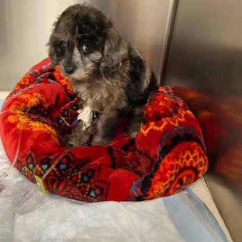 Phoenix Veterinary Referral & Emergency Center - Veterinarians Near Me - Phoenix, Arizona Phoenix Veterinary Referral & Emergency Center - Veterinarians Near Me - Phoenix, Arizona