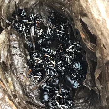 1 Stop Pest Control - Bald face hornet removal! - Pest Control Near Me 1 Stop Pest Control - Bald face hornet removal! - Pest Control Near Me