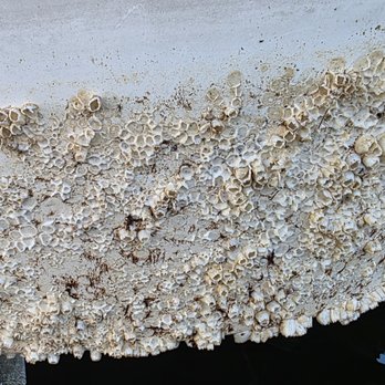 Tropical Marine Construction - After 14 hours of pressure washing the hull still looks like this - General Contractors Near Me Tropical Marine Construction - After 14 hours of pressure washing the hull still looks like this - General Contractors Near Me