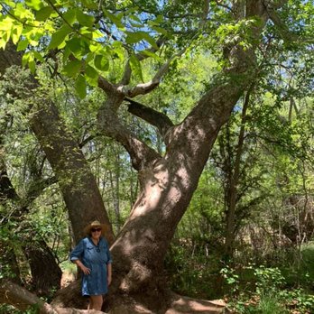 Crescent Moon Picnic Site - also sycamore - Parks Near Me - Sedona, Arizona