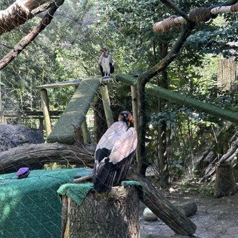 Roger Williams Park Zoo - King vultures! - Zoos Near Me - Providence, Rhode Island Roger Williams Park Zoo - King vultures! - Zoos Near Me - Providence, Rhode Island