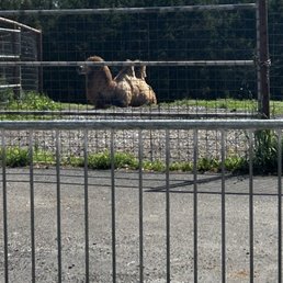 Camel resting in the sun! Camel resting in the sun!