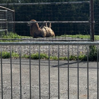 Bright's Zoo - Camel resting in the sun! - Zoos Near Me - Limestone, Tennessee