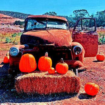 Bob's Vegetable Stand & Pumpkin Farm - Bob's Pumpkin Patch - Pumpkin Patches Near Me - Half Moon Bay, California Bob's Vegetable Stand & Pumpkin Farm - Bob's Pumpkin Patch - Pumpkin Patches Near Me - Half Moon Bay, California